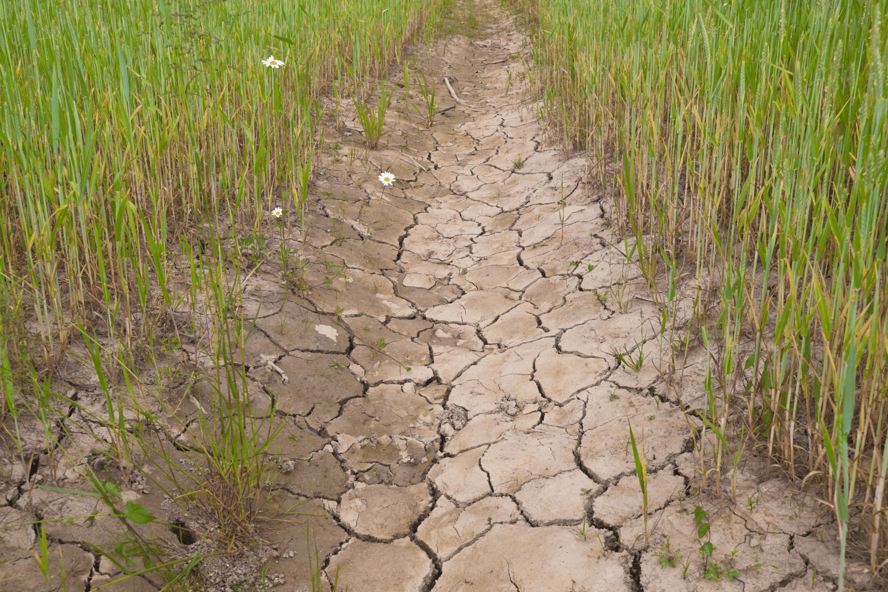 El Niño: Panamá afronta una sequía comparada con el ‘mega Niño’ de 2015-2016