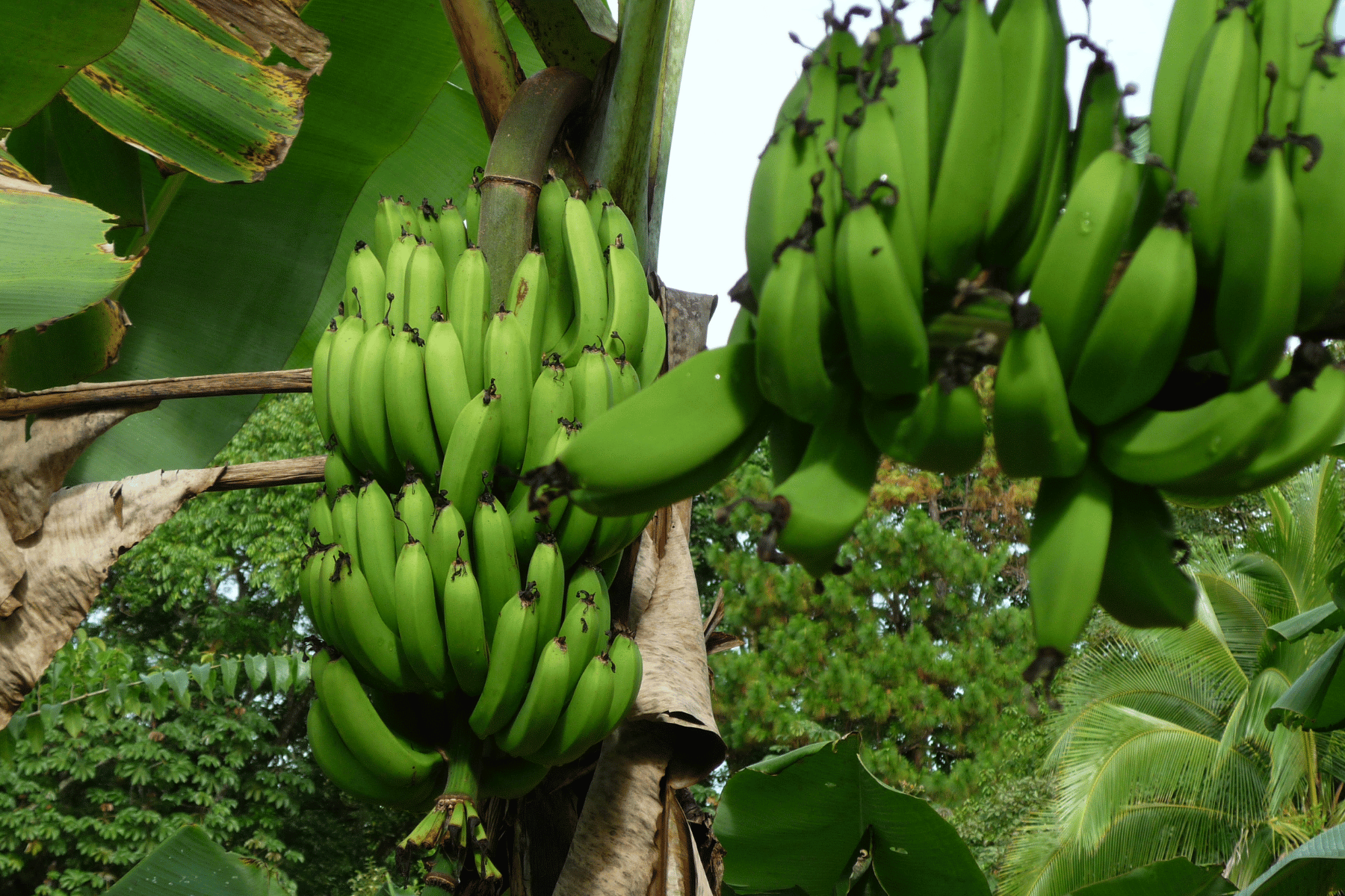 Exportaciones panameñas sin incluir el cobre sumaron 897 millones de dólares en 2023