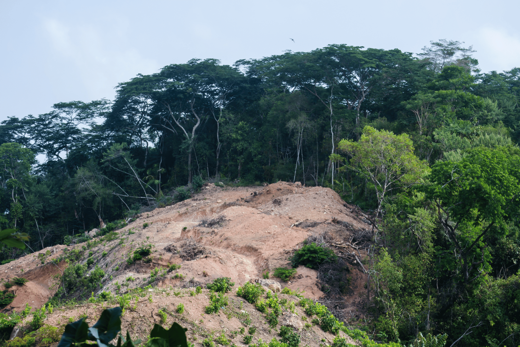 En Panamá se deforestaron 482 hectáreas por día