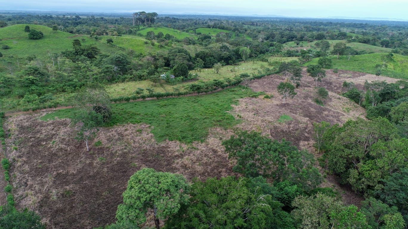 Aumenta la tala ilegal en Darién: MiAMBIENTE suspende permisos